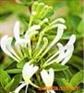 供应金银花提取物/绿原酸/植物提取物