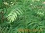 供应优质苦参提取物/苦参碱/植物提取物