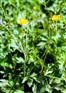 供应毛茛Ranunculus japonicus Thunb