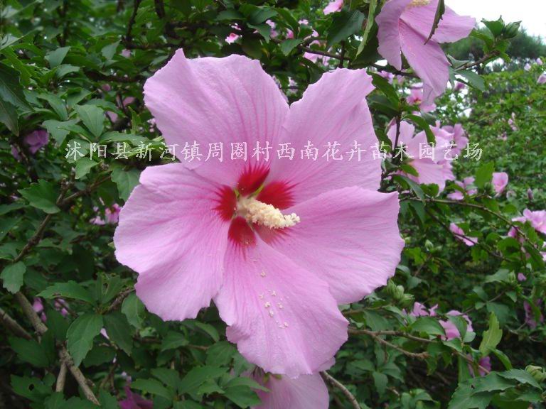 沭阳县新河镇周圈村西南花卉苗木园艺场Logo