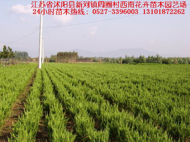 沭阳县新河镇周圈村西南花卉苗木园艺场