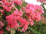 供应紫薇、樱花、法桐、紫叶李等绿化苗木、盆景花卉