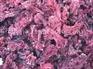 玫瑰茄/roselle/hibiscus