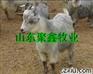 常年供应肉牛肉羊