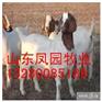 供应畜牧养殖项目牛羊供求市场农业养殖信息凤园牧业