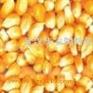 求购㊣正荣现金求购玉米大米蚕豆麸皮玉米蛋白饲料等粮食产品