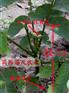 核桃栽培管理技术