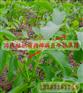 供应海天苗圃供应辽核1号核桃
