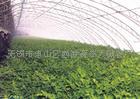 蔬菜大棚