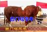 改良西门塔尔牛   山东华鲁牧业养殖基地