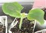 供应环保育苗袋/美植袋