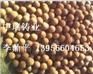 供应耐磨钢球，高铬球，高铬合金铸段，高铬段