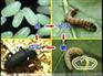 3上海黄粉虫价格/上海黄粉虫种虫价格