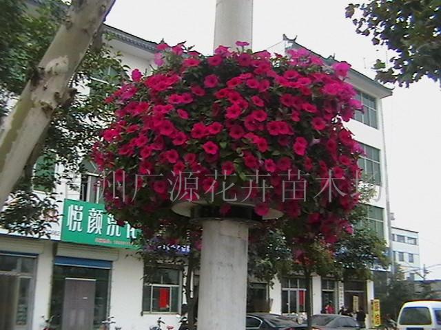 垂吊牵牛 垂吊矮牵牛  草花