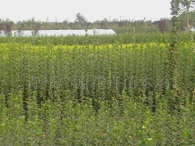 冬青 红叶小檗 黄杨 北海道黄杨 金叶女贞  苗木