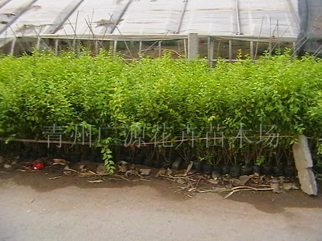 冬青 红叶小檗 黄杨 北海道黄杨 金叶女贞  苗木