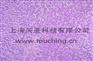 上海天呈科技代购美国ATCC生殖系统细胞株