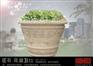 供应石花盆