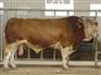 近期肉牛价格 肉牛价格 最新肉牛价格 我想养肉牛