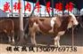 肉牛价格走势