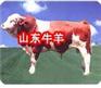 鲁西黄牛价格夏洛莱牛价格