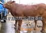 供应徐州肉牛价格 徐州肉牛养殖基地 徐州肉牛养殖场黑山羊