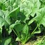 菠菜提取物蔬菜比例提取物β胡萝卜素