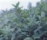 临沂有大量板栗树苗供应