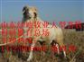 北方小尾寒羊养殖基地|北方小尾寒羊养殖厂