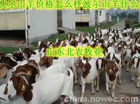 山东北农牧业牛羊繁育基地Logo