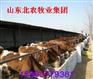 供应山东淄博养牛场YY淄博养牛基地