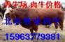 供应广西肉驴养殖场广西肉驴养殖基地|