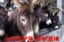 供应云南肉驴养殖场|云南肉驴养殖基地
