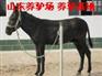 供应湖南肉驴养殖场|湖南肉驴养殖基地