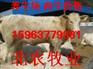 供应山西肉驴养殖场|山西肉驴养殖基地
