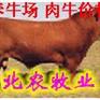 供应陕西肉驴养殖场|-陕西肉驴养殖基地