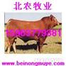 供应甘肃肉驴养殖场|甘肃肉驴养殖基地