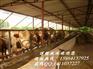 供应西门塔尔牛 西门塔尔牛价格 西门塔尔牛养殖技术