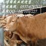 西门塔尔牛 西门塔尔牛养殖技术 西门塔尔牛价格
