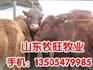 供应肉牛养殖牧旺牧业