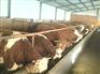 四川眉山肉牛养殖场