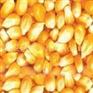 现金大量求购：玉米、玉米胚芽粕等饲料原料