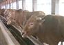 常德有肉牛养殖场吗 湖南常德肉牛养殖场在哪里 湖南哪里有肉牛