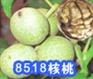 山东临沂果树苗