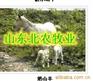 山东东营养羊怎么样、东营养羊可以吗、东营能养羊吗