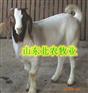 山东潍坊养羊基地