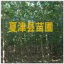 供应杨树苗 山东杨树苗