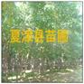供应白蜡 白蜡树苗