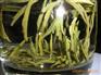 供应优质山东有机绿茶