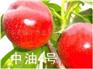 多种品种油桃树苗、毛桃树苗出售